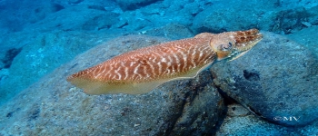 Gallery Coral Sub